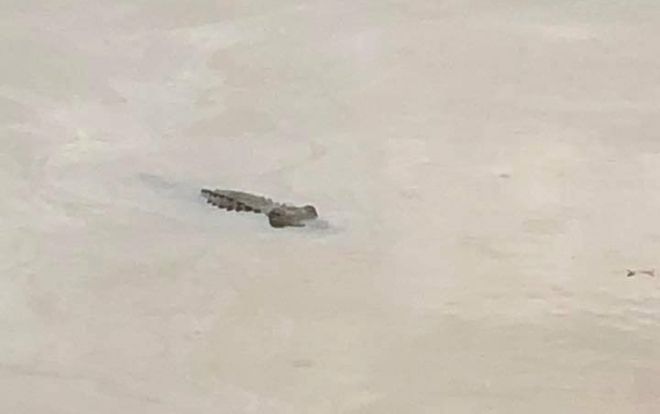 Náo loạn vì phát hiện cá sấu 'lạc trôi' theo dòng nước, đến khi trục vớt lên bờ thì cả phố đều… ngã ngửa!