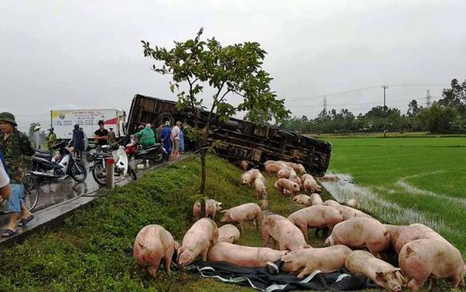 Xe chở lợn lật xuống ruộng, lợn chạy tứ tung khắp nơi
