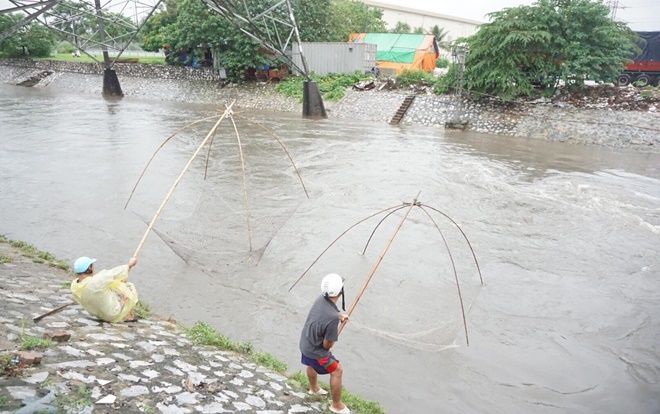 Mưa lớn đường ngập sâu, người Hà Nội tranh thủ đem lưới đi bắt cá
