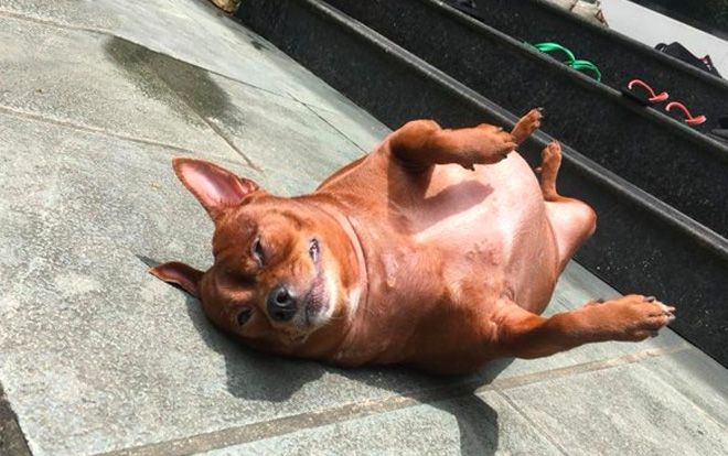 Chú chó béo núc ních nhìn như lợn quay không một lần biết đến mùi vị 'gái'