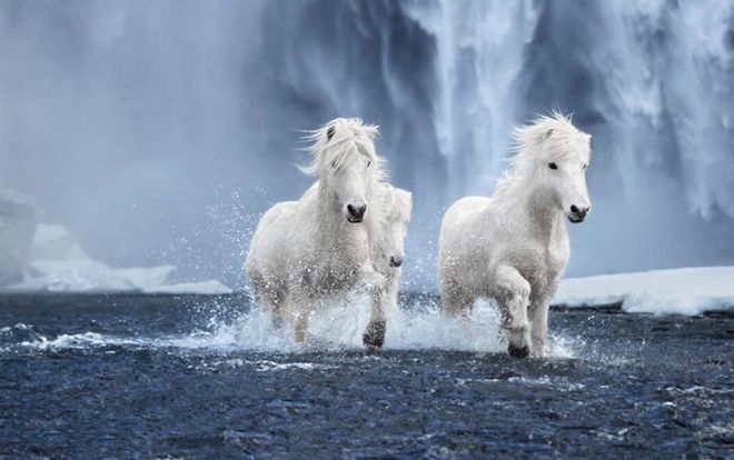 Bộ ảnh siêu thực đẹp mê hồn về những chú ngựa trắng giữa vùng băng giá