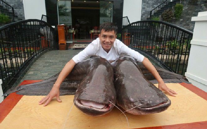 'Choáng' với cặp cá leo nặng hơn 1 tạ