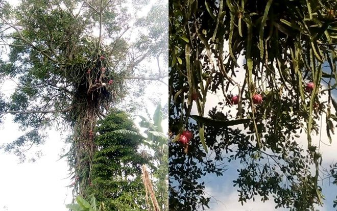 ‘Cao thủ’ trồng thanh long đến trộm cũng phải chê, dân mạng còn tếu táo ‘chim cũng chẳng bay tới’