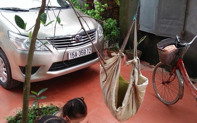 Cây mít 'chưa kịp dậy thì' đã sinh con, gia chủ phải làm nôi đỡ nhận khiến dân mạng like ầm ầm