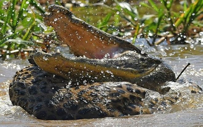 Báo đốm liều mình tử chiến với cá sấu caiman