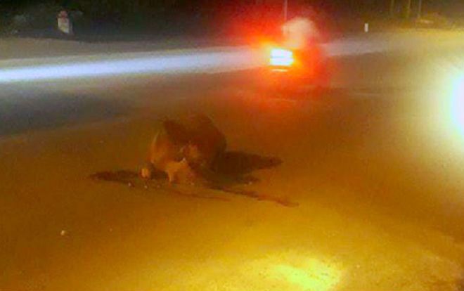 Ô tô tông chết bò, chính quyền hóa giá 4 triệu đồng xung công quỹ do người dân không nhận