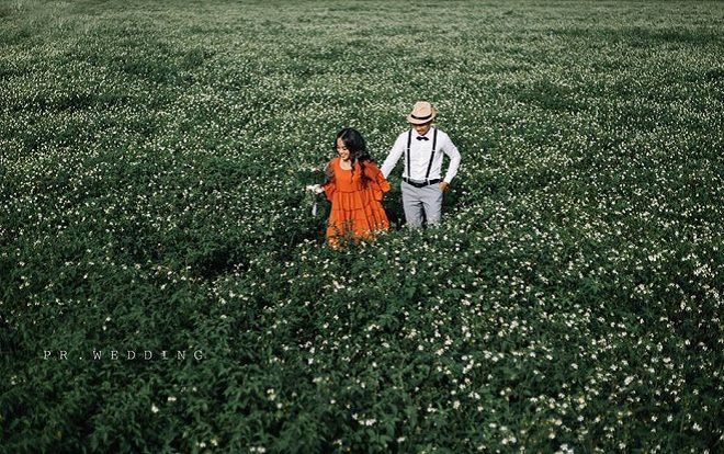 Giữa cao nguyên nắng gió Gia Lai, có một cánh đồng hoa xuyến chi nở trắng trời, tuyệt đẹp như thế này đây