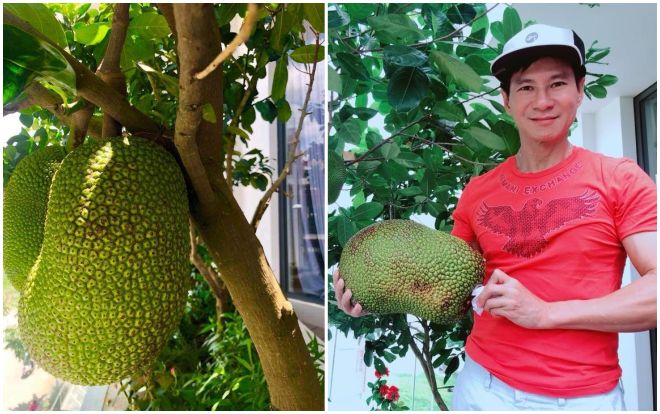 Trồng mít trên ban công cho vui ai dè vừa được bóng mát, vừa được trái ngọt, thật nhất gia đình Lý Hải - Minh Hà
