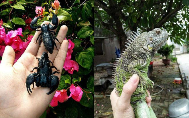 Rùng mình với bộ sưu tập 12 thú cưng 'độc lạ' của 10x Khánh Hòa