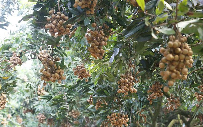 Người dân Hưng Yên vào mùa thu hoạch nhãn