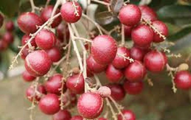 'Cha đẻ' nhãn tím ở miền Tây không bán giống cho người Thái, Trung Quốc