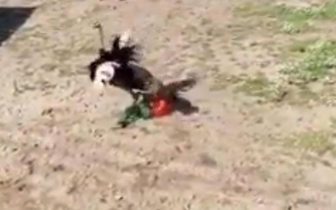 Nhân viên vườn thú bị đà điểu tấn công vì nhầm là tình địch