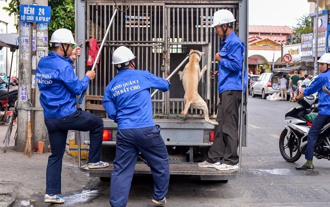 Nhiều chó thả rông không rọ mõm bị bắt giữ, người Sài Gòn vội vàng ôm thú cưng bỏ chạy khi thấy đội bắt chó xuất hiện