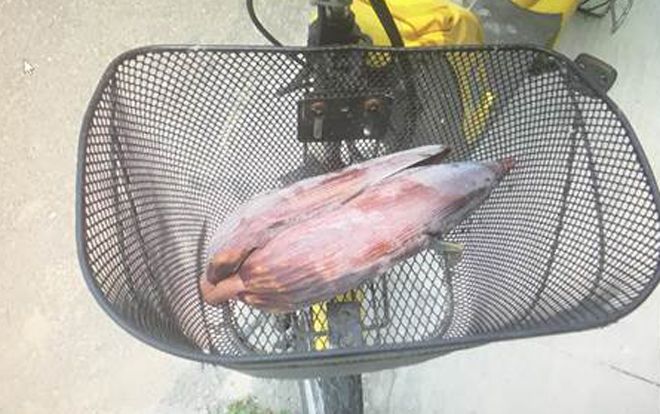 Hai lao động Việt ở Đài Loan bị phạt nặng vì trộm hoa chuối