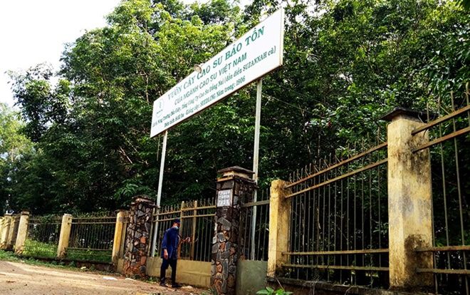 Vườn cao su 112 năm tuổi của người Pháp còn sót lại ở Việt Nam