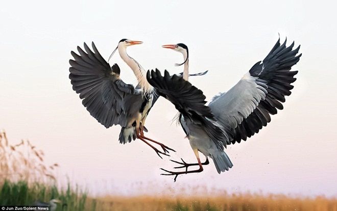 Tranh giành lãnh thổ, hai con diệc xanh tung đòn như võ sĩ