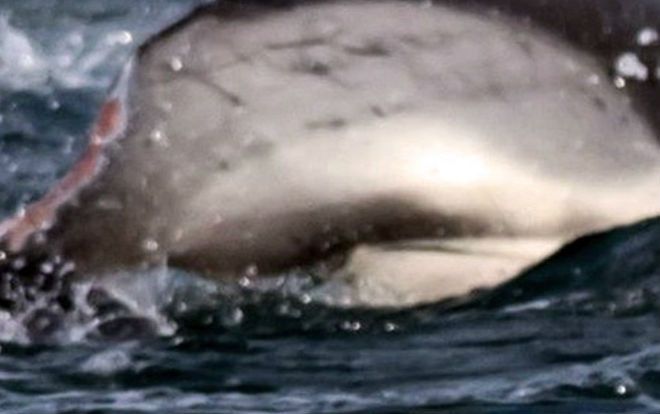 Câu cá ngừ, một ngư dân bị cá cắn đứt bàn tay phải