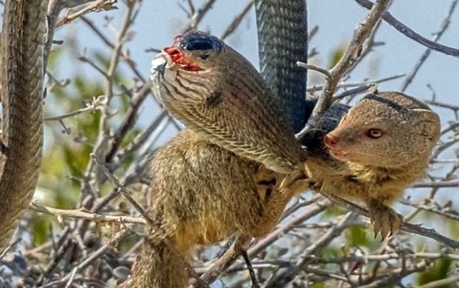 Cầy mangut truy sát, kết liễu rắn bằng nhát cắn cực độc ngay trên cây