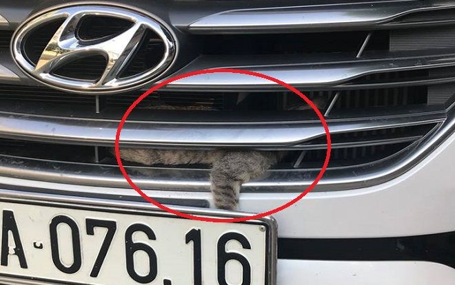 Chú mèo ưu mạo hiểm chui vào đầu xe ô tô phượt 0 đồng từ Yên Bái lên Lào Cai