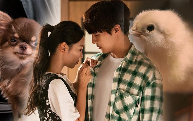 SBS liệt kê chú chó và gà vào danh sách nhân vật trong ‘Still 17’, khán giả phát cuồng vì quá đáng yêu