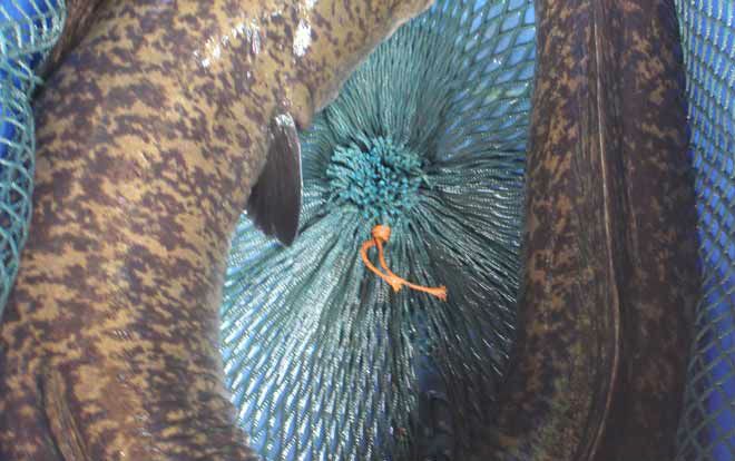 Cá chình to chưa từng thấy được đưa từ Nghệ An ra Hà Nội