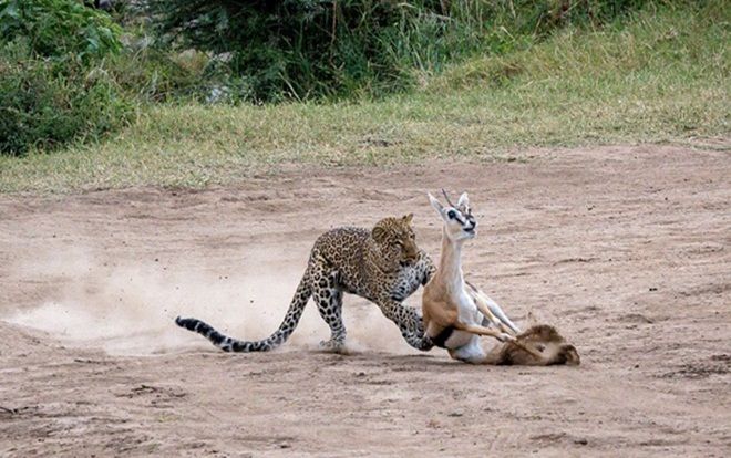 Báo đốm phi thân vồ gọn linh dương trong 2 giây