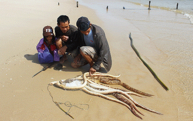 Hò hét, rượt đuổi dưới mực nước biển sâu 2m săn 'thuồng luồng quái'