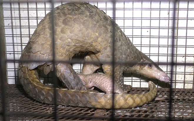 Được giải cứu từ quán ăn, 2 mẹ con tê tê quý hiếm vẫn chết