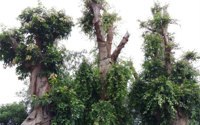 Bất ngờ với hình ảnh ba cây quái thú bị tạm giữ ở Huế sau 5 tháng