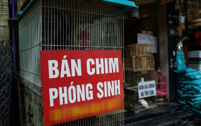 Chuyên gia văn hóa lý giải tục phóng sinh chim 'tháng cô hồn'