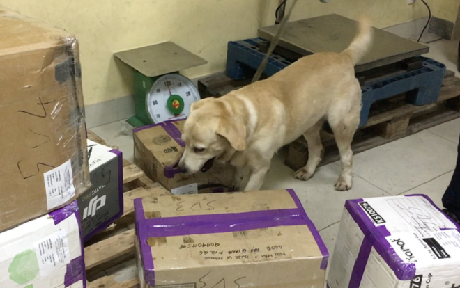 Cận cảnh chó nghiệp vụ tìm ma túy ở sân bay Tân Sơn Nhất