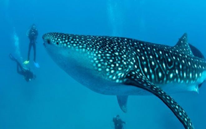 Quảng Ninh: Từ chối hàng trăm triệu, ngư dân thả cá mập lớn về biển