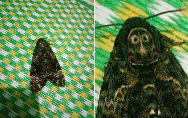 Hoảng sợ với chú bướm có 'họ hàng xa' của Valak và Vô Diện trong phim kinh dị