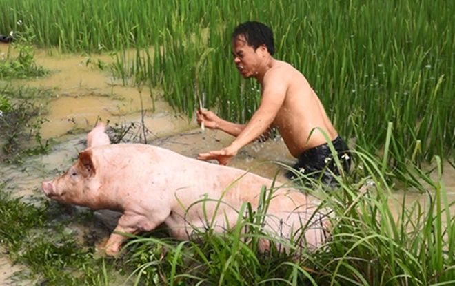 Cả trăm người vật lộn trong nước lũ cứu đàn lợn hơn 1.000 con