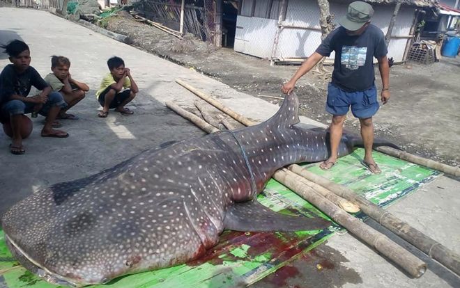 Sự thật gây sốc sau cái chết của cá mập voi