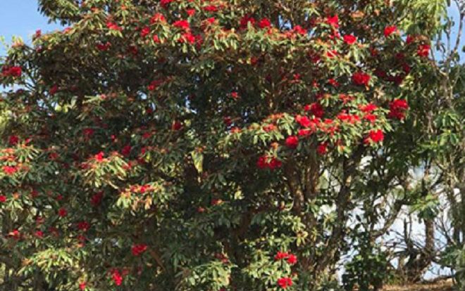 'Cụ' đỗ quyên ngai vàng trăm tuổi hiếm có khó tìm' ở Việt Nam