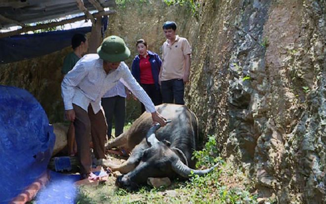 Thêm hàng chục con trâu bò bị chết do dịch tụ huyết trùng lây lan
