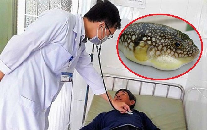 Nhậu hết 2kg cá nóc, 5 người đàn ông tê lưỡi bủn rủn chân tay phải nhập viện