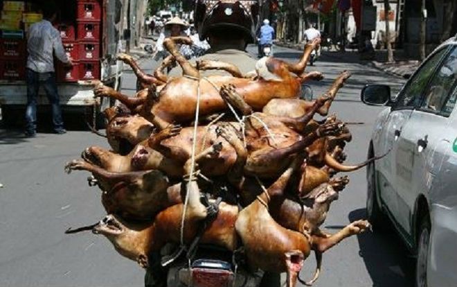 Hà Nội dự kiến cấm kinh doanh, buôn bán, giết mổ chó, mèo ở các quận từ năm 2021