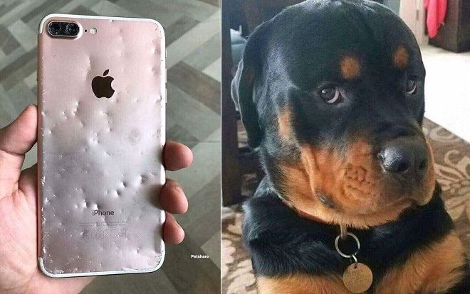 Chết cười với chú chó cắn nát iPhone 8 Plus vẫn trưng ra bộ mặt 'tôi đã làm gì sai'