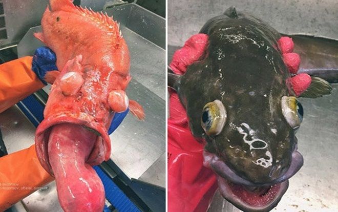 Những 'quái vật ngoài hành tinh' với hình dáng ghê rợn