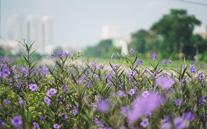 Cứ ngỡ là một dòng sông 'chết' nào ngờ Tô Lịch cũng có lúc đẹp thơ mộng thế này đây!