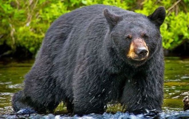 Tai nạn hy hữu: Gấu bị bắn rơi xuống núi, đè trúng người thợ săn