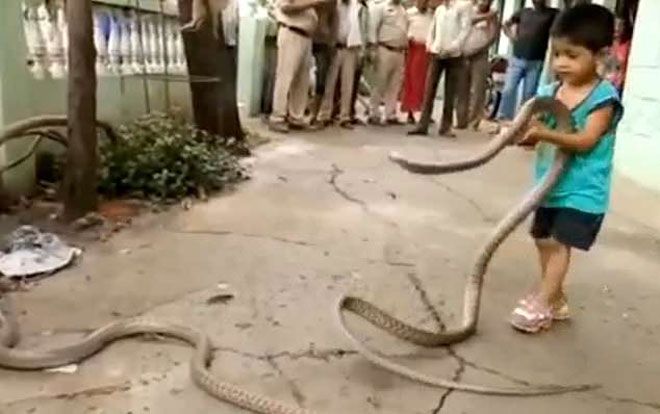 Bé trai 3 tuổi chơi đùa cùng 2 con rắn khổng lồ