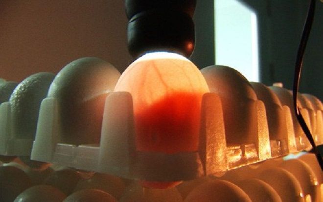 Cận cảnh quá trình điều chế vắc-xin phòng H5N1 'made in Việt Nam'