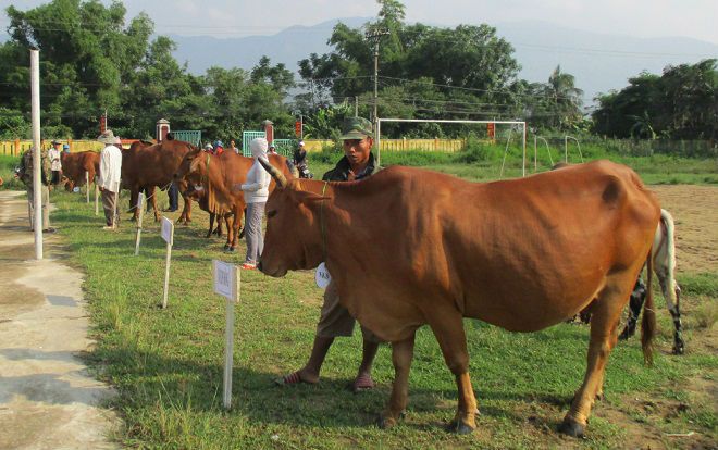 Kỳ lạ cuộc thi nhan sắc dành cho bò ở Quảng Nam