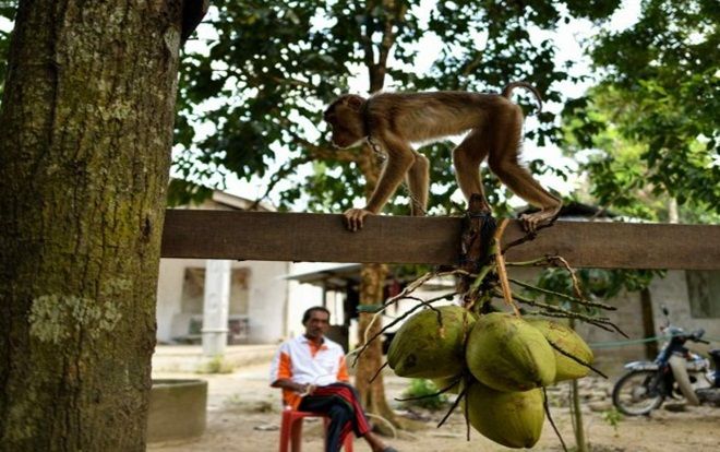 Khỉ hái dừa, ném chết bà lão 72 tuổi