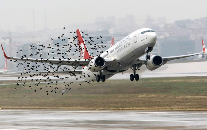 Điều gì sẽ xảy ra khi những chú chim bay vào động cơ máy bay?