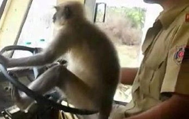 VIDEO: Khỉ lái xe buýt khiến hành khách kinh hãi