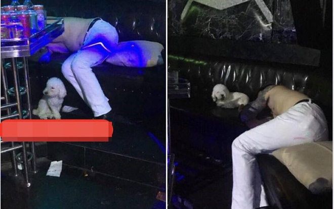 Hình ảnh chú chó trắng ngơ ngác ngồi đợi chủ của mình đi 'bay' ngủ luôn quán hát gây thương nhớ